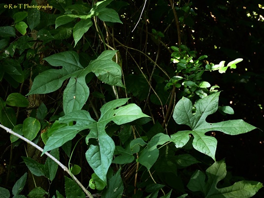 {Calycocarpum lyonii}